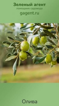 Олива - Зеленый Агент