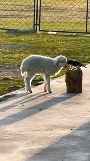 Обнимашки всем на свете от этой милоты! 💘