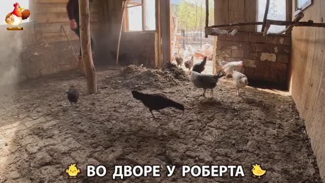 Содержание кур в домашних условиях и других птиц во дворе у Роберта 🐣🐤🦆🐔🪿🦃 (362)