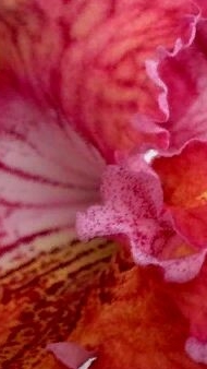 Стрептокарпусы цветут