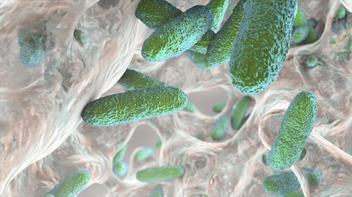 Кверцепрост | Бактериальное чувство кворума Full