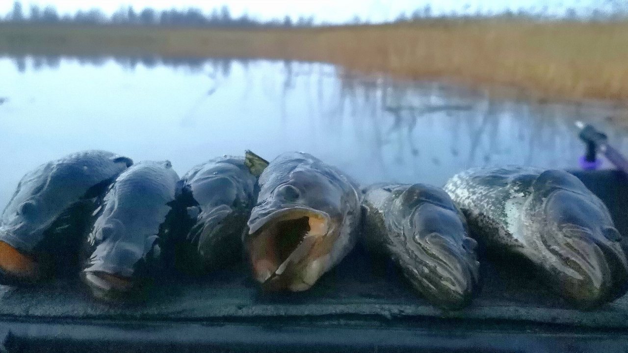Ловлю ротанов. Зимняя рыбалка. Две рыбалки без трофеев.