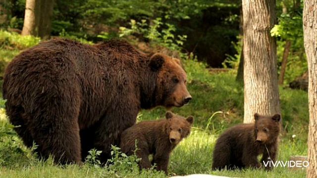 13 ДЕКАБРЯ ДЕНЬ МЕДВЕДЯ В РОССИИ. ШУТОЧНАЯ ДЕТСКАЯ ПЕСЕНКА