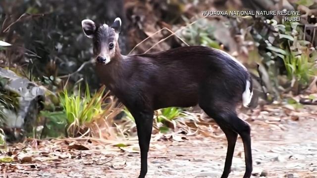 🦌Хохлатый олень в провинции Хубэй
