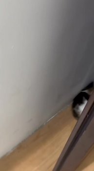 Кто не спрятался, я не виноват 🤣😎😻