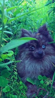 Красивый шпиц #собака #животные #шпицы #собаки