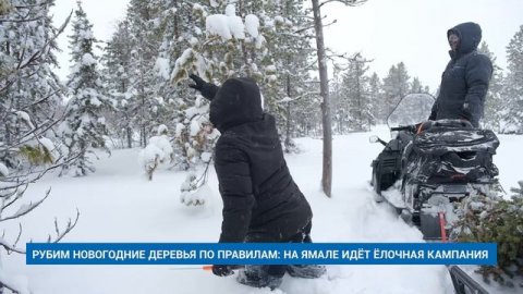 РУБИМ НОВОГОДНИЕ ДЕРЕВЬЯ ПО ПРАВИЛАМ: НА ЯМАЛЕ ИДЁТ ЁЛОЧНАЯ КАМПАНИЯ