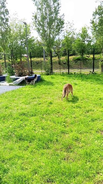 Собачья площадка