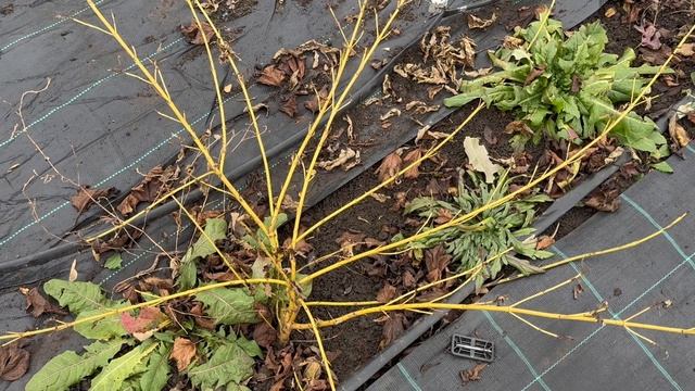 Декабрь. Прогулка по маточнику.