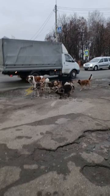 В центре Чердаклов заметили стаю безнадзорных собак