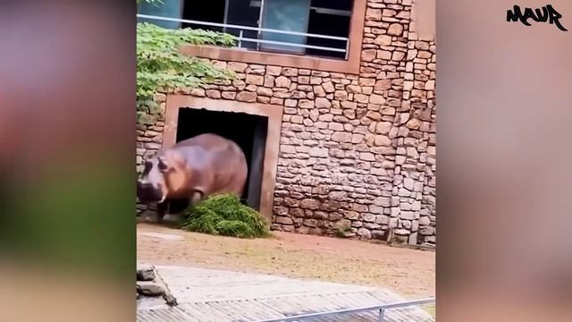 Не Злите Животных! Случаи Когда Животные Впадают в Бешенство