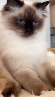 Автор видео: biscuit_muffin_ragdolls