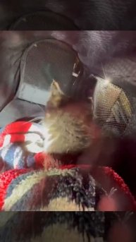 🐈Котенок провалился в теплотрассу на улице Краснодонская - его спасли🐈