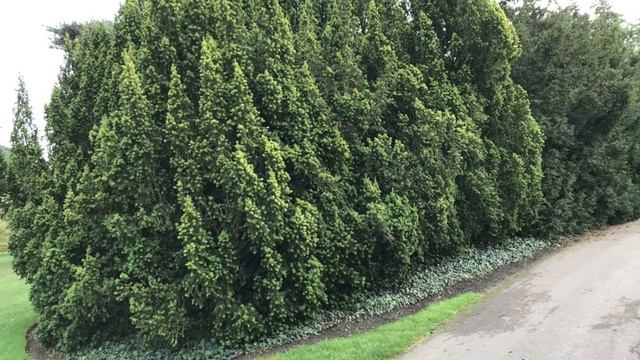 Сад который вдохновляет! Королевские ботанические сады Кью, Лондон