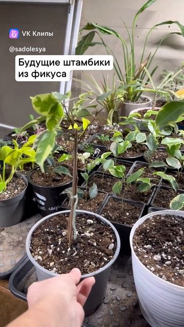 Штамбики из фикуса