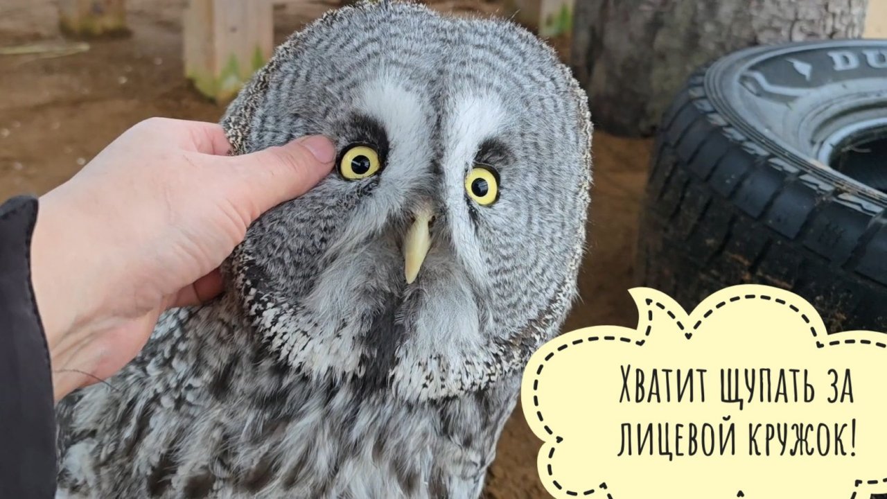 Как сова неясыть Кофи провёл первую ночь в новом вольере. Очень волнительно!