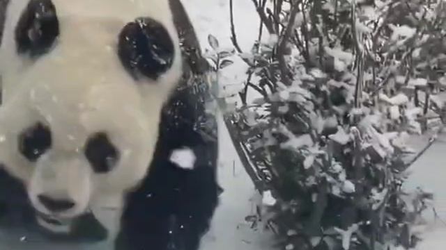 1000009685.mp4. ВЕСЁЛАЯ ПАНДА :СНЕГ - ЛУЧШАЯ ИГРУШКА 🌲🌲🌲