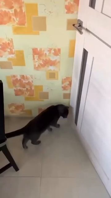 Трюк удался🤣