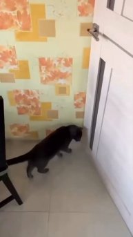 Трюк удался🤣