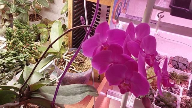 Орхидея зацвела | Адениум отсушил цветок | Доброе утро от меня ●●●