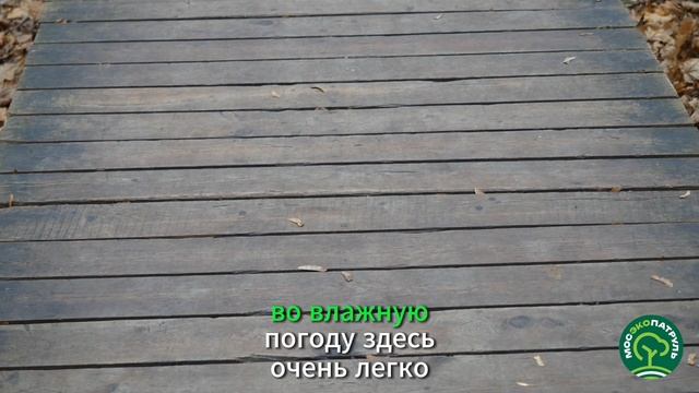 Воробьевы горы 14.11.25 г.