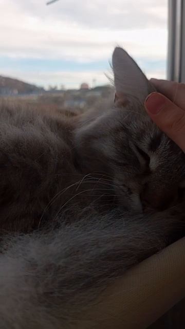 кот грустит потому будет мало лайков