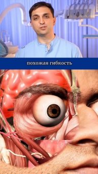 Почему глаза не могут выпасть из глазниц