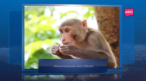 Международный день обезьян. Календарь Губернии от 14 декабря