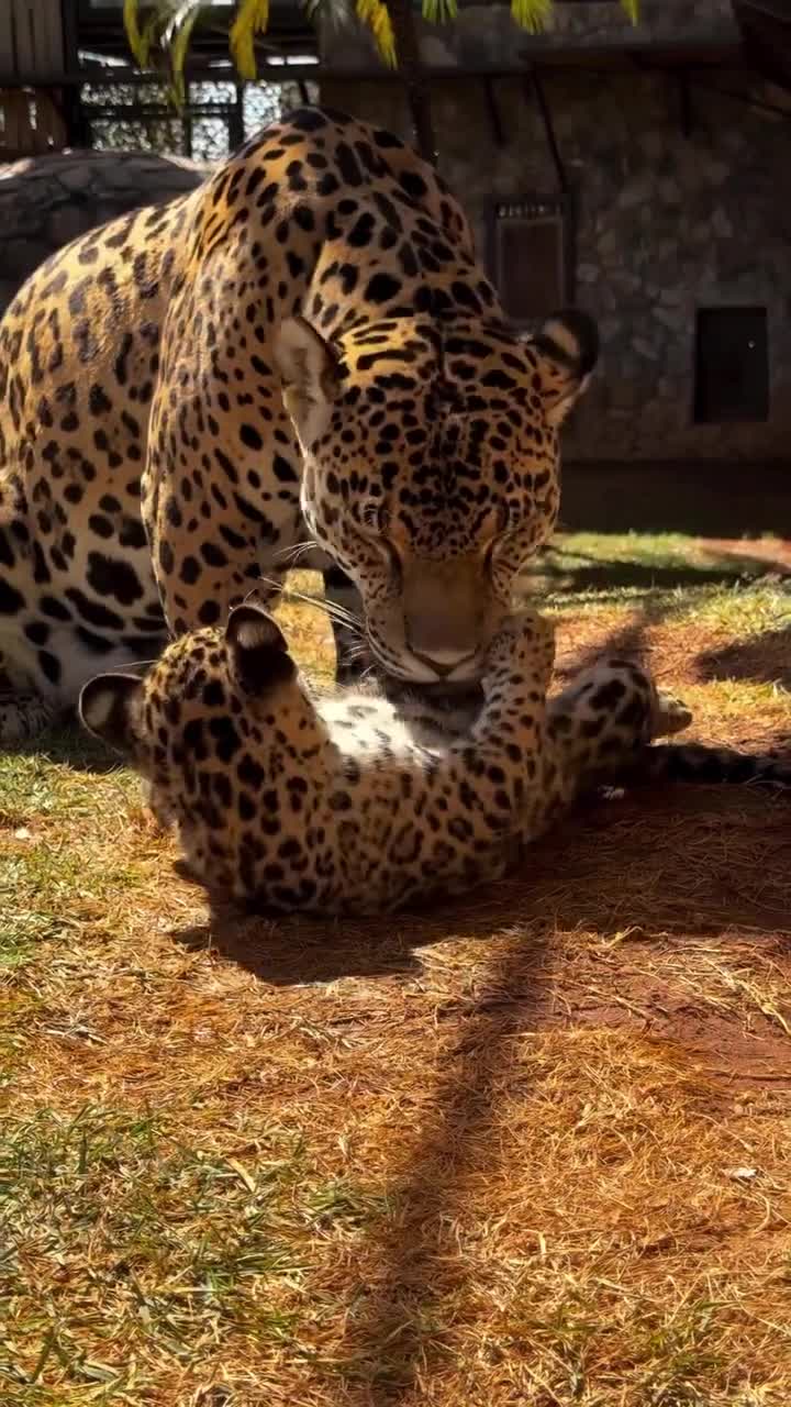 #Милые #видео #животные