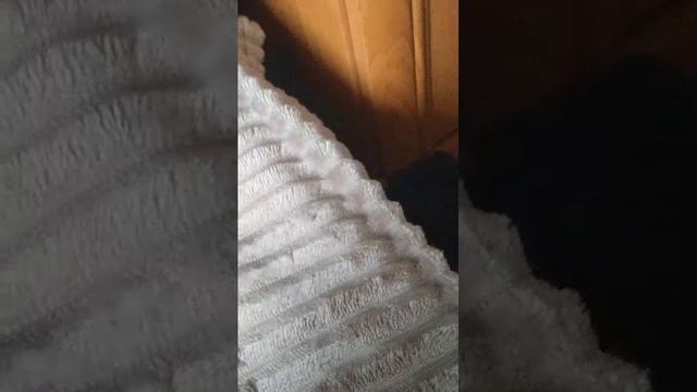 кто хочет стать моим ассистентом суда