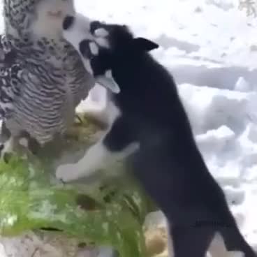 #животные #видео #Милые