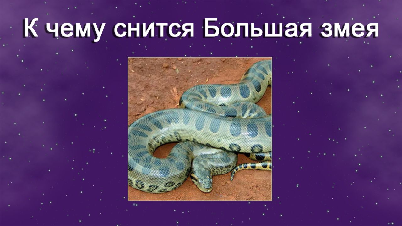 К чему снится Большая змея (Сонник)