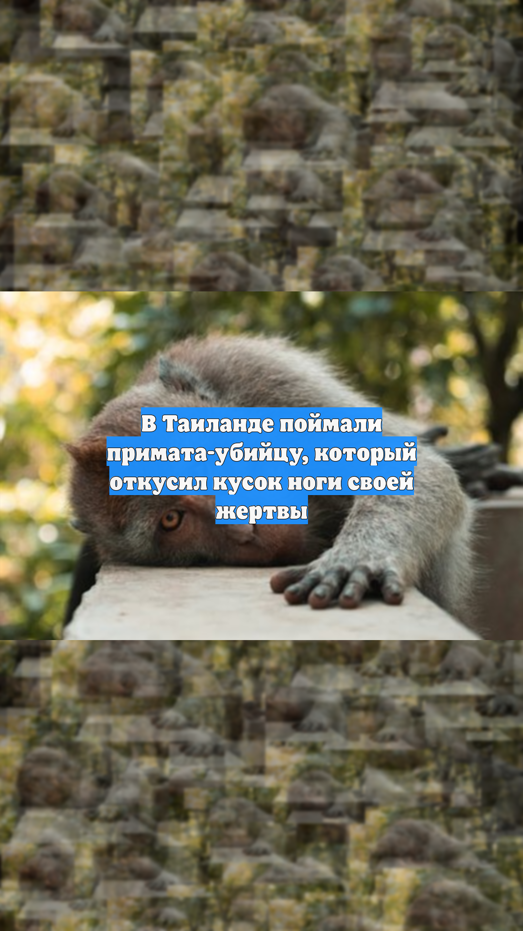В Таиланде поймали примата-убийцу, который откусил кусок ноги своей жертвы