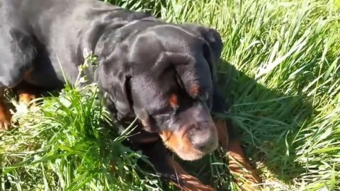 В чистый четверг всё чистим. Обзор моего орудия труда. Пахать так никто не приехал. 42 серия.