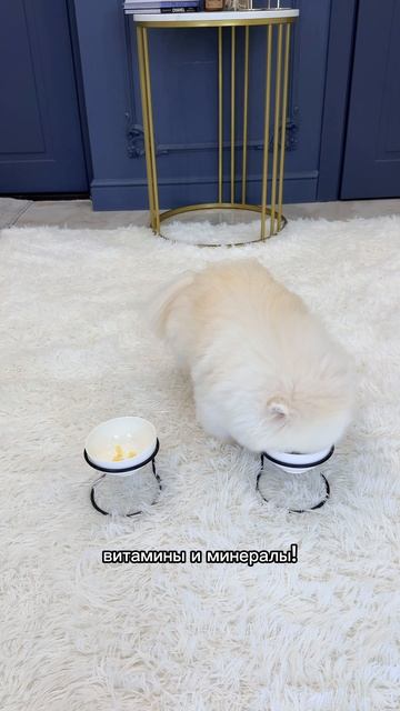 Шпиц Фенди и влажный корм для собак Big dog Sensitive индейка с овощами 850 гр