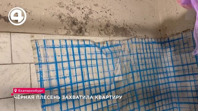 Половина стен и потолков в квартире поражены плесенью