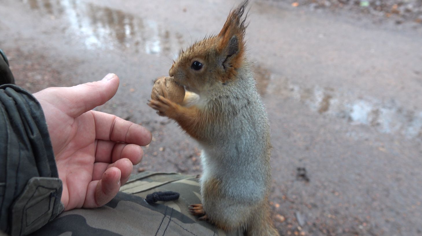 В парке дождь. Белки. И дятел в конце