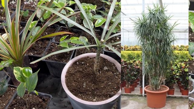 Обрезка драцены