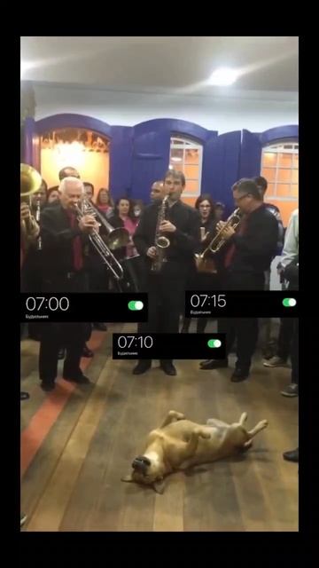 #жиза #смех #юмор #утро