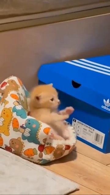 Милый котенок только проснулся 😻♥😚🤩😍