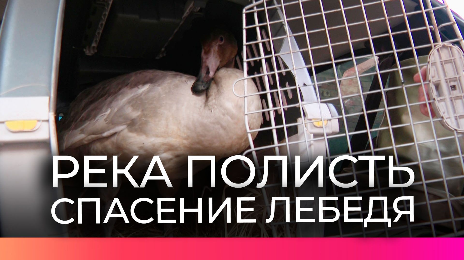 В Чудовском округе прошла операция по спасению заблудившейся птицы