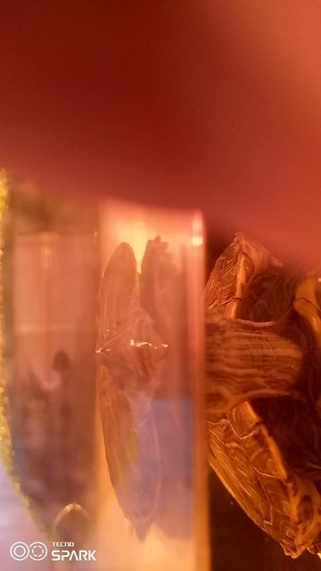 VID_20251212_144933.mp4