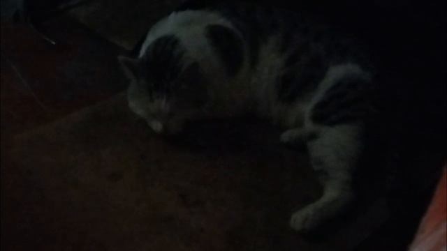 МОЁ 1 ВИДЕО В РУТУБЕ. НЕ ИГНОРИРОВАТЬ!❗