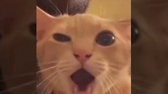 VID-20251208-WA0000.mp4