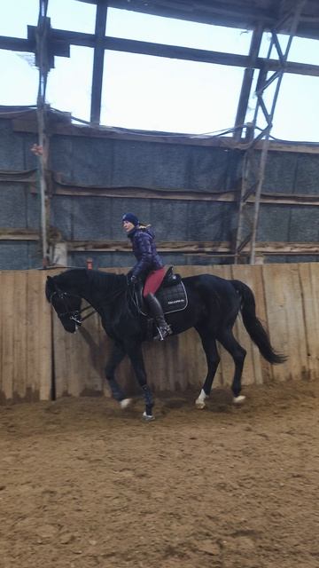 Оксана Новикова и Дольче Вита, галоп в полевой посадке по стенке в манеже.