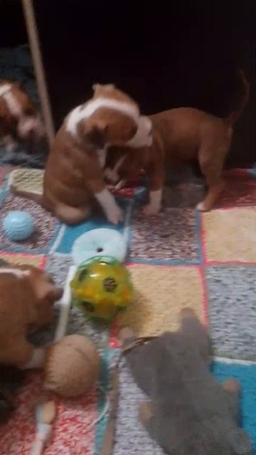 Амстаффы помет 02.11.2025г