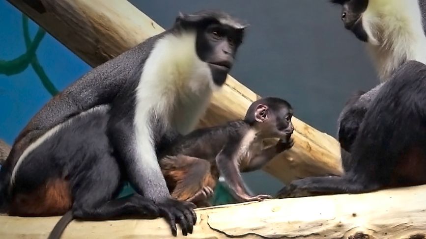 Кормящая мама - мартышка Диана и обезьяна с красным шариком.