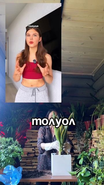 #комнатныерастения #озеленение #фитодизайн