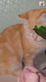Обед 😻🥒😻