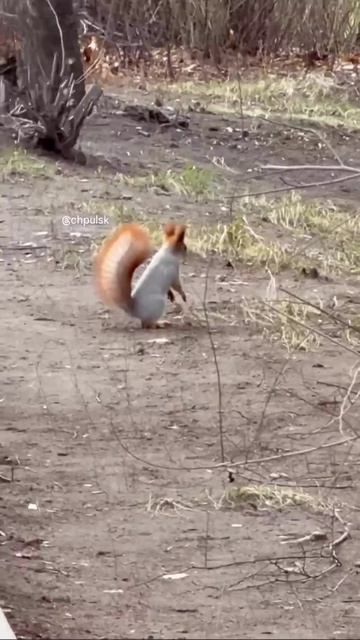 🐿 Резвую белку заметили около ТЦ «Ветер» на Верхней Террасе